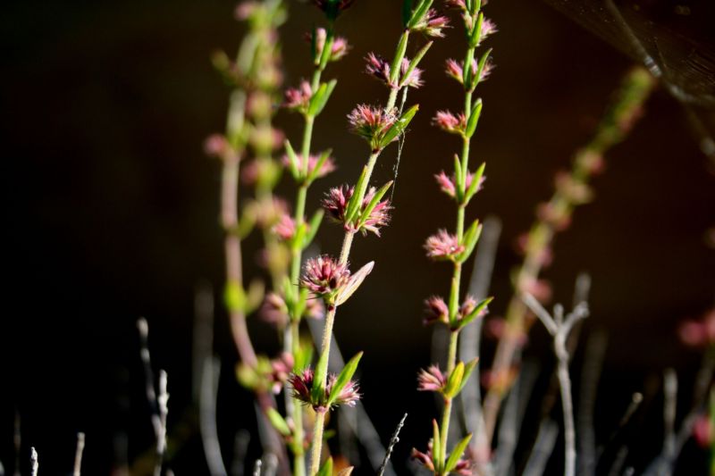 Micromeria graeca sl.